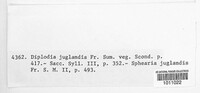 Diplodia juglandis image